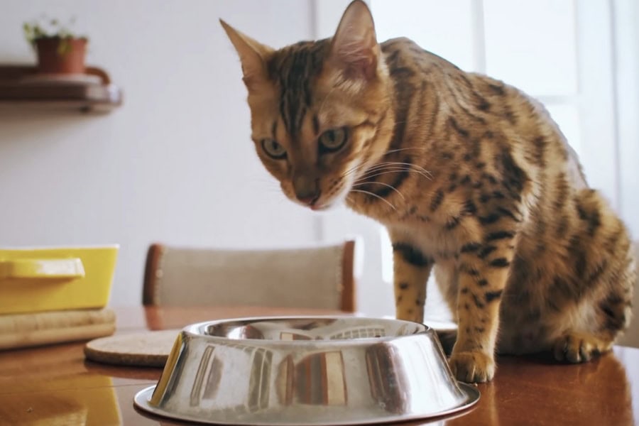 cat drinking hydrogen water